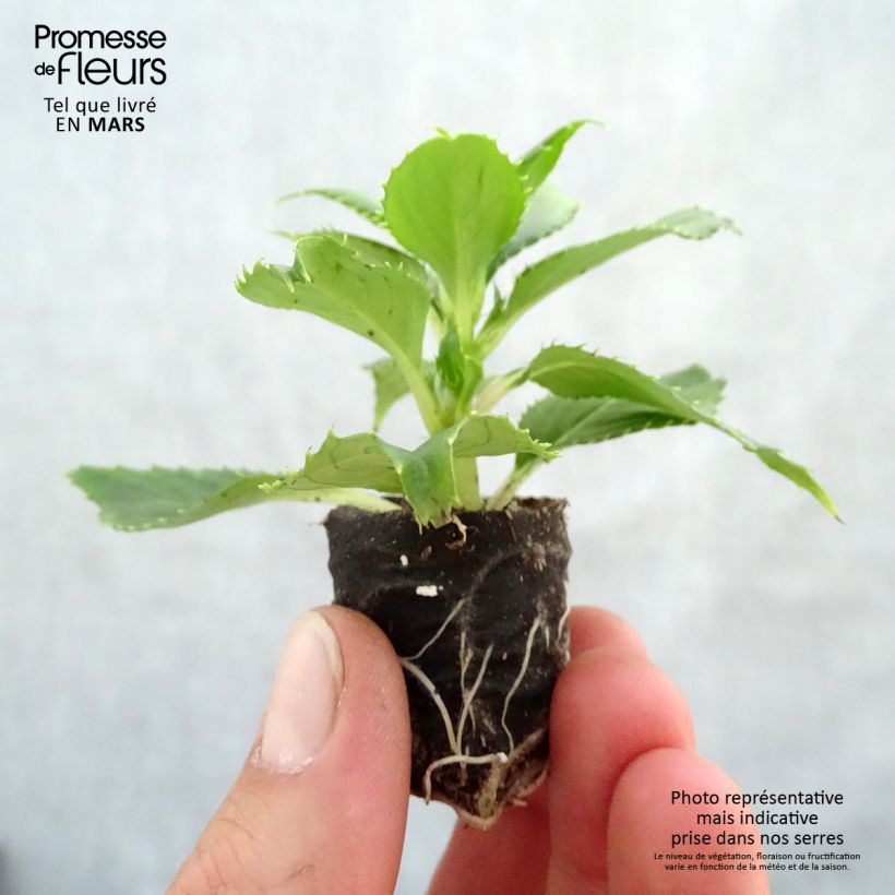Impatiens x hawkeri SunPatiens Vigorous Clear White - New Guinea Impatiens Plug plant 3/4cm sample as delivered in spring