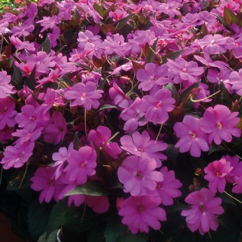 Impatiens x hawkeri SunPatiens Vigorous Lavender - New Guinea Impatiens (Flowering)