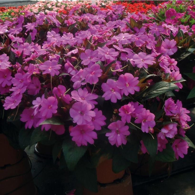 Impatiens x hawkeri SunPatiens Vigorous Lavender - New Guinea Impatiens (Plant habit)