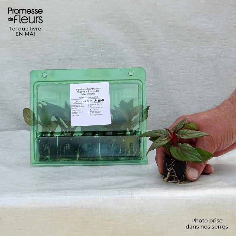 Impatiens x hawkeri SunPatiens Vigorous Lavender - New Guinea Impatiens Plug plant 3/4cm sample as delivered in spring