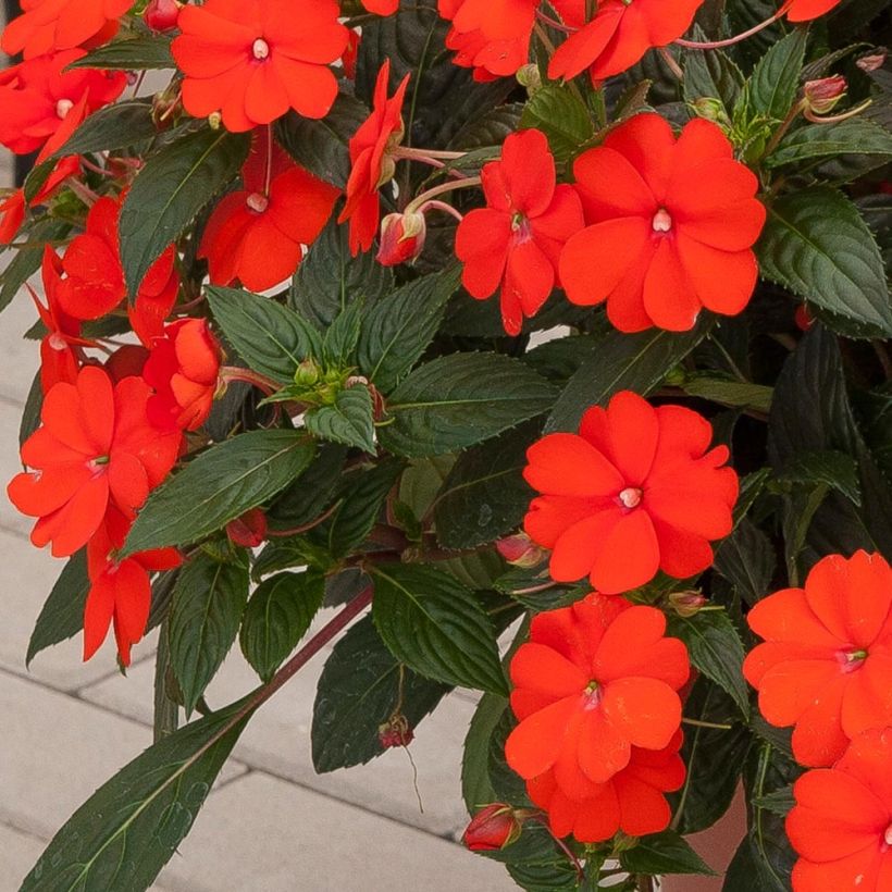 Impatiens x hawkeri SunPatiens Vigorous Orange Improved - New Guinea Impatiens (Foliage)