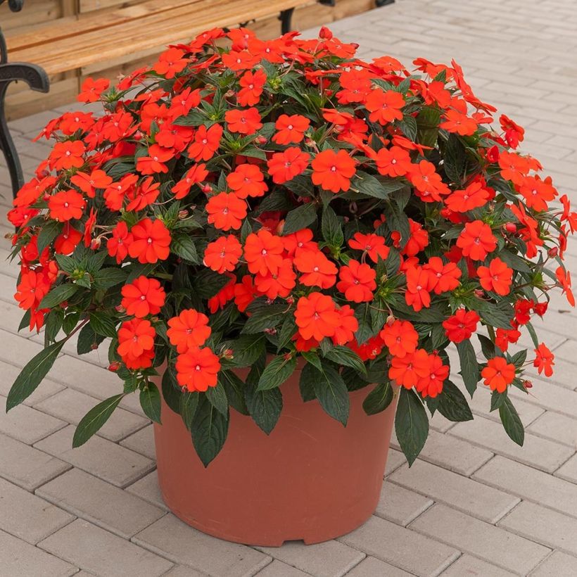 Impatiens x hawkeri SunPatiens Vigorous Orange Improved - New Guinea Impatiens (Plant habit)