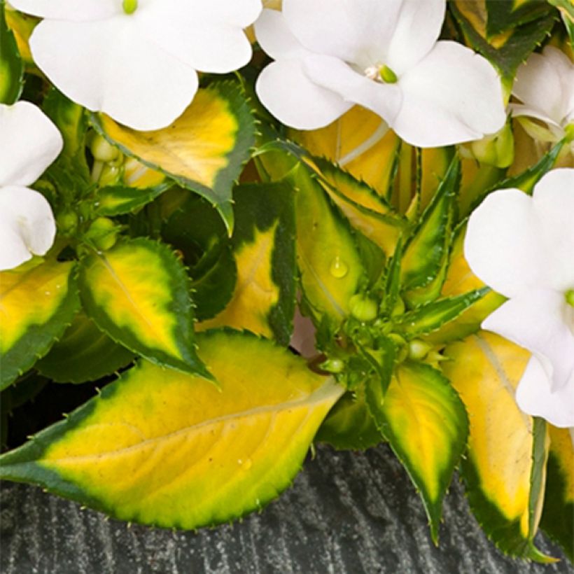 Impatiens SunPatiens Vigorous White Variegated - Busy Lizzie (Foliage)