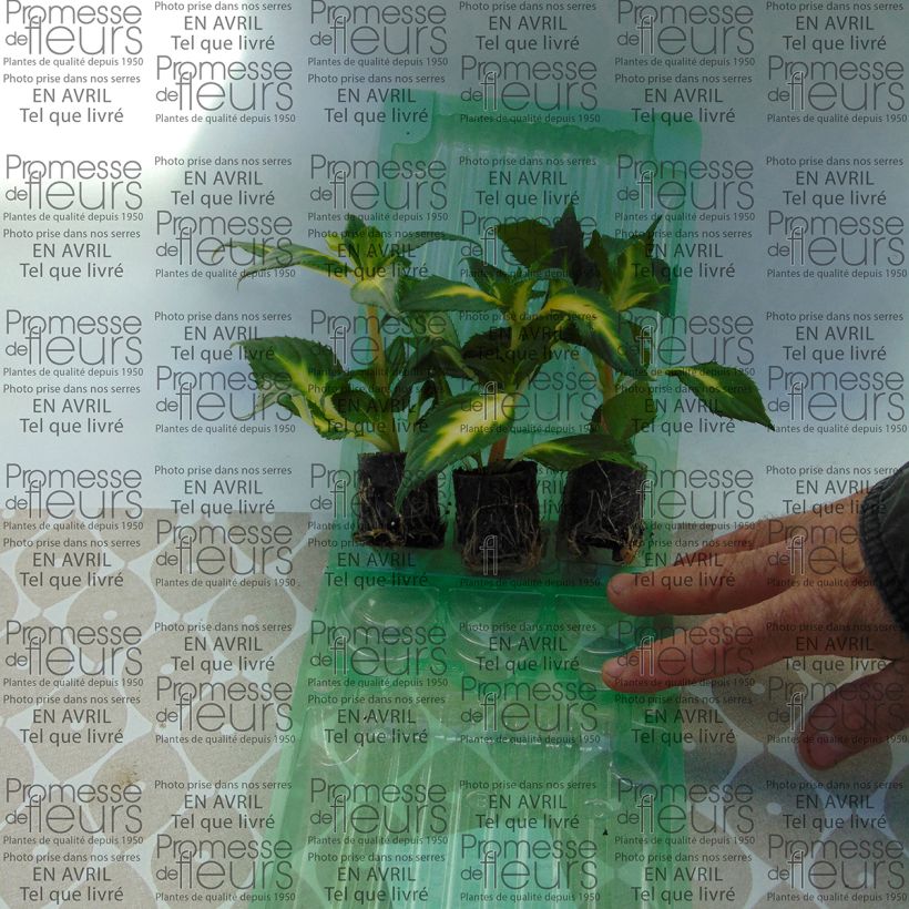 Example of Impatiens SunPatiens Vigorous White Variegated - Busy Lizzie Plug plant 3/4cm specimen as delivered
