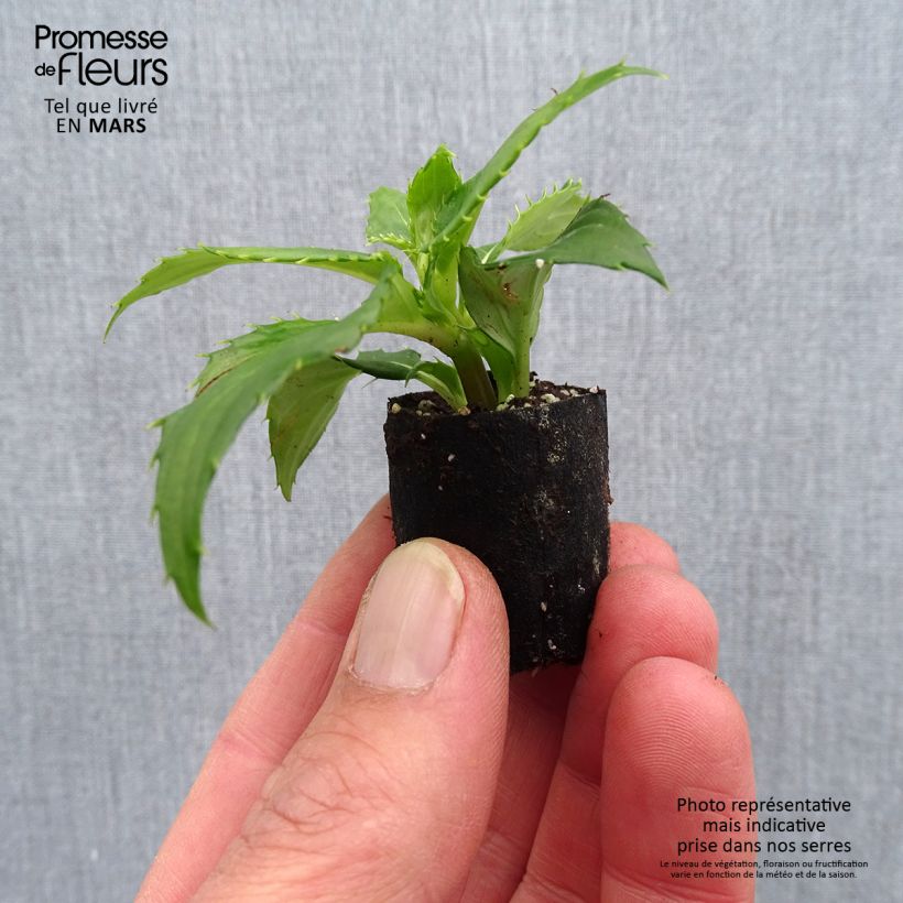 Impatiens SunPatiens Compact White Plug plant 3/4cm sample as delivered in spring