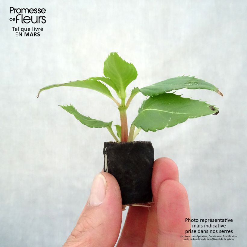 Impatiens Sunpatiens Compact Electric Orange Plug plant 3/4cm sample as delivered in spring