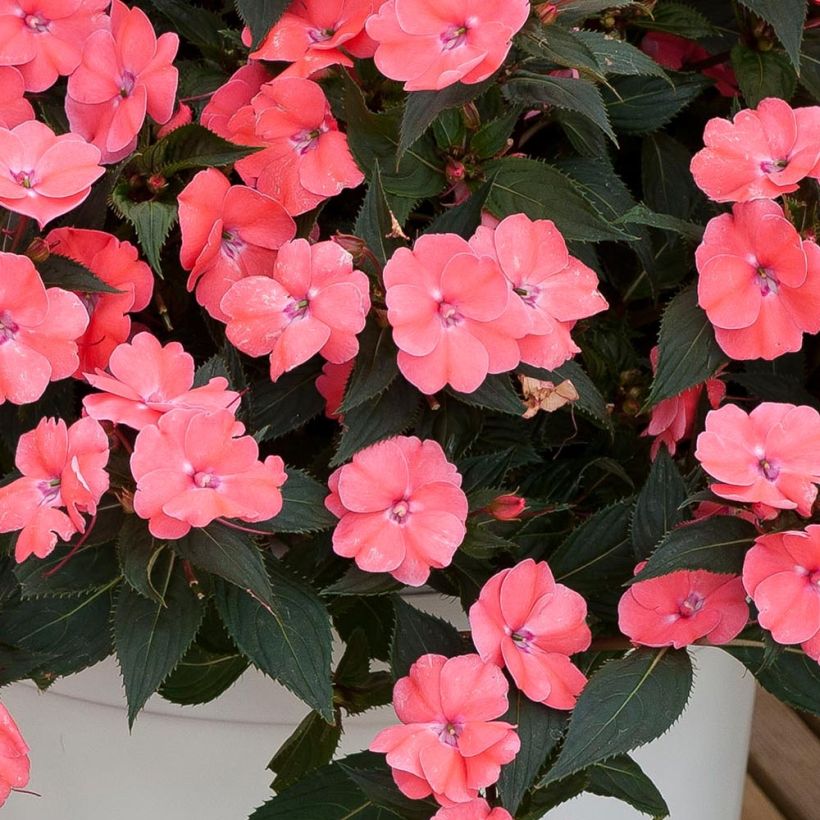 Impatiens x hawkeri SunPatiens Vigorous Pink Pearl - New Guinea Impatiens (Foliage)