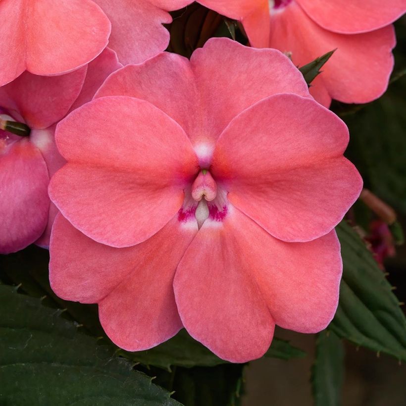 Impatiens x hawkeri SunPatiens Vigorous Pink Pearl - New Guinea Impatiens (Flowering)
