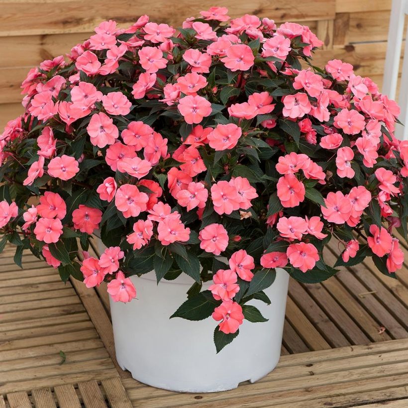 Impatiens x hawkeri SunPatiens Vigorous Pink Pearl - New Guinea Impatiens (Plant habit)