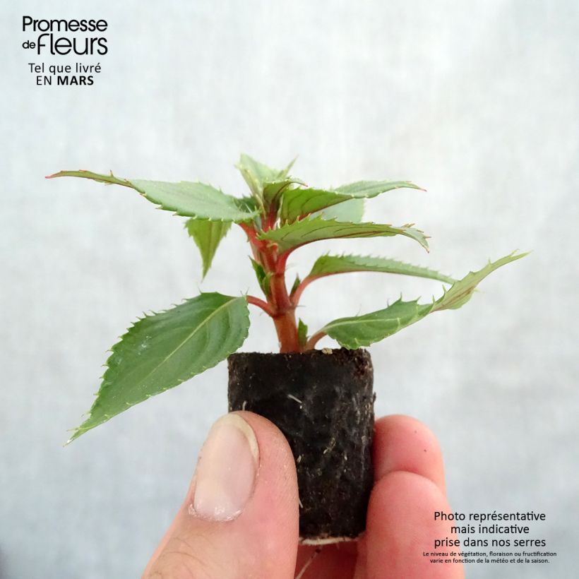 Impatiens x hawkeri SunPatiens Vigorous Pink Pearl - New Guinea Impatiens Plug plant 3/4cm sample as delivered in spring