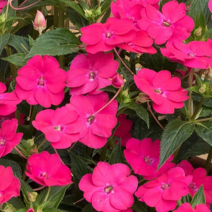 Impatiens x hawkeri SunPatiens Vigorous Rose Pink - New Guinea Impatiens (Flowering)