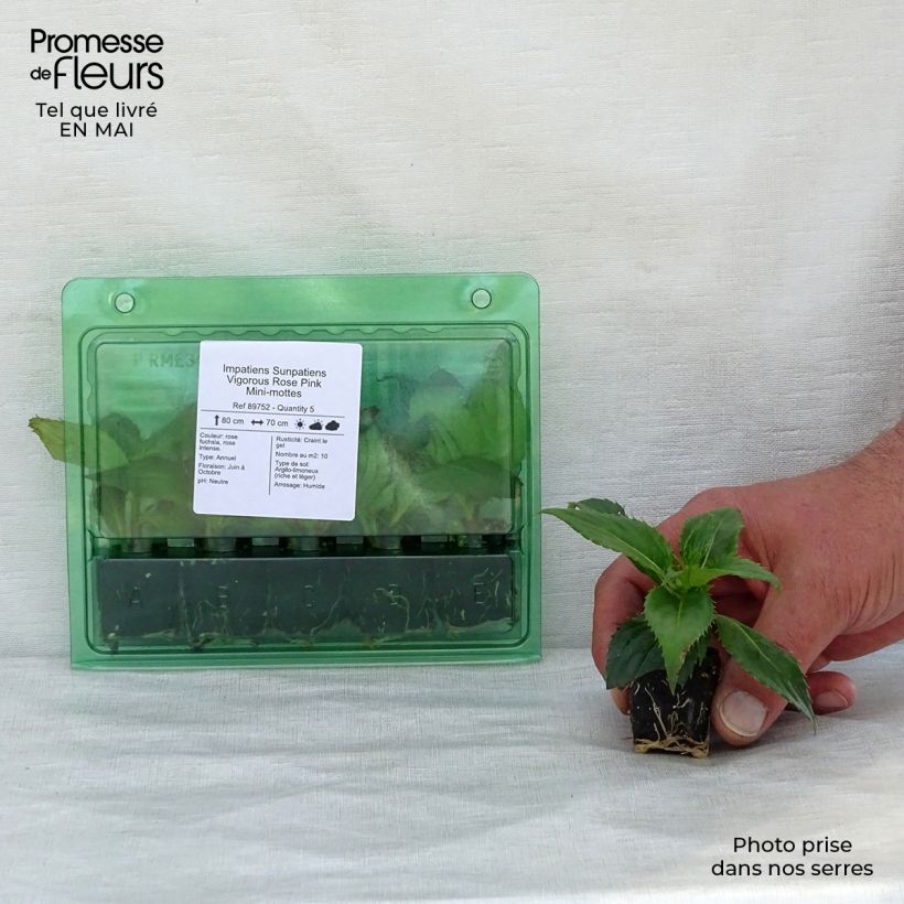 Impatiens x hawkeri SunPatiens Vigorous Rose Pink - New Guinea Impatiens Plug plant 3/4cm sample as delivered in spring