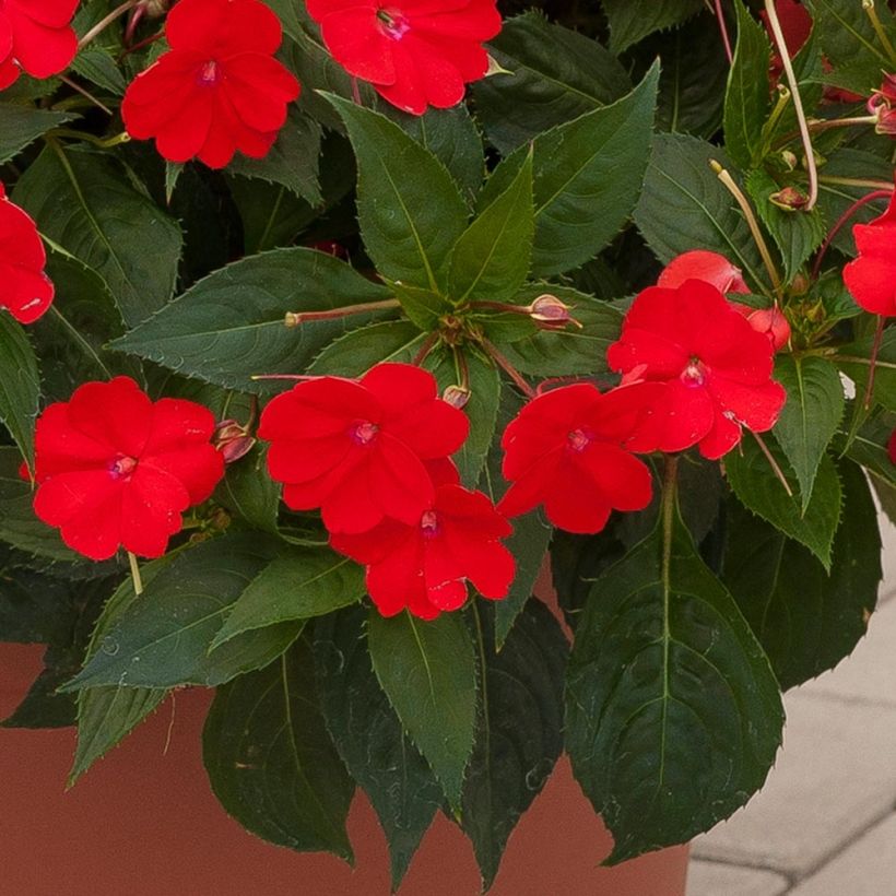 Impatiens x hawkeri Sunpatiens Vigorous Scarlet - New Guinea Impatiens (Foliage)