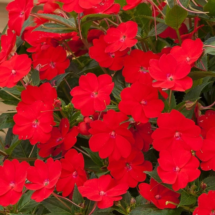 Impatiens x hawkeri Sunpatiens Vigorous Scarlet - New Guinea Impatiens (Flowering)