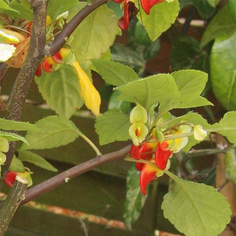 Impatiens niamniamensis (Foliage)