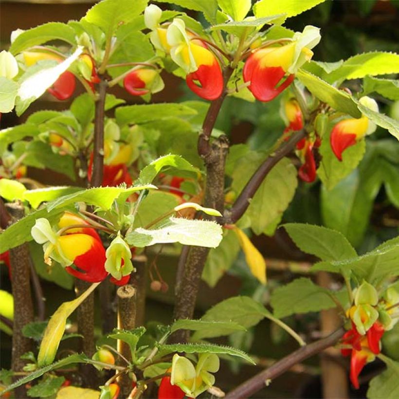 Impatiens niamniamensis (Flowering)