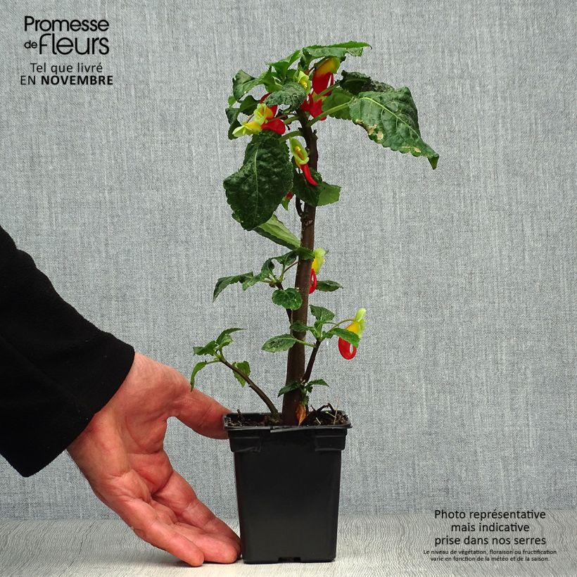 Impatiens niamniamensis 7/8 cm pot sample as delivered in autumn