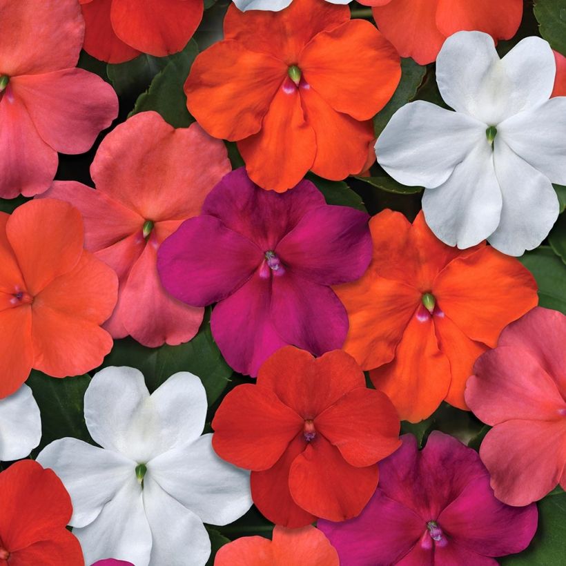 Impatiens walleriana Beacon Mix (Flowering)