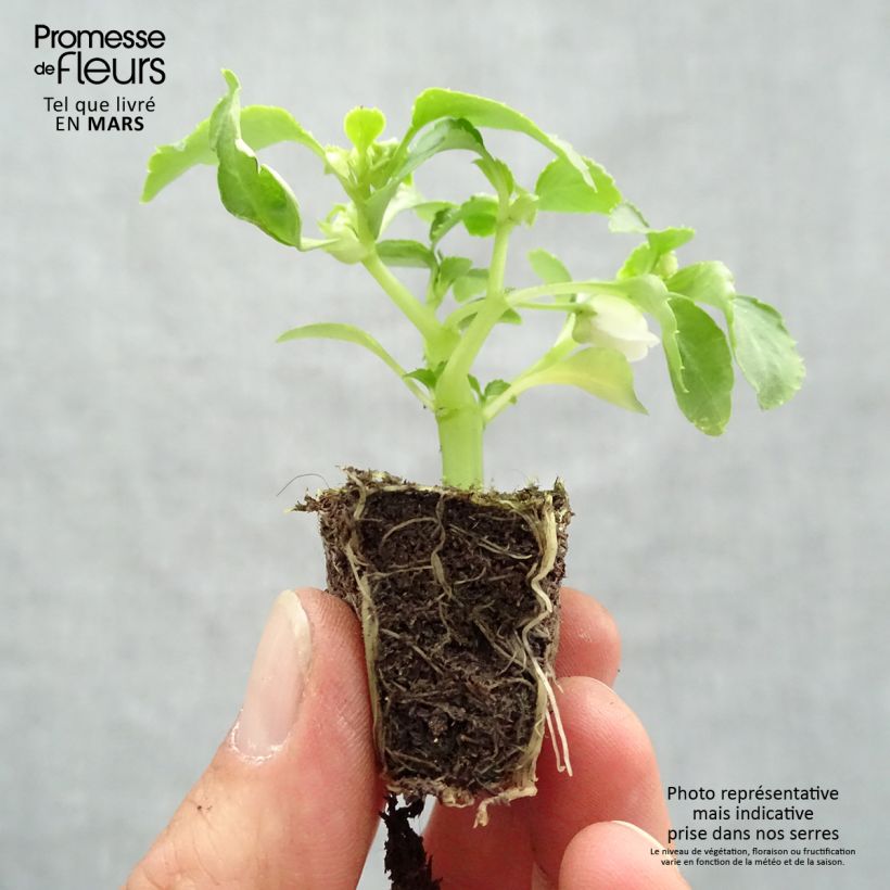 Impatiens walleriana Beacon Mix Plug plants 3.8 x 3.2cm - Tray of 16 sample as delivered in spring