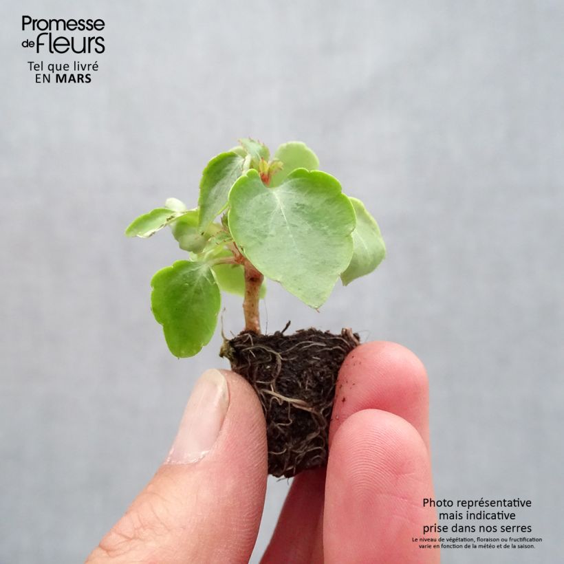 Impatiens walleriana Beacon Mix Plug plant 1.5/2.5 cm sample as delivered in spring