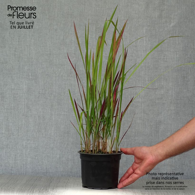 Imperata cylindrica Red Baron 2L/3L pot sample as delivered in summer