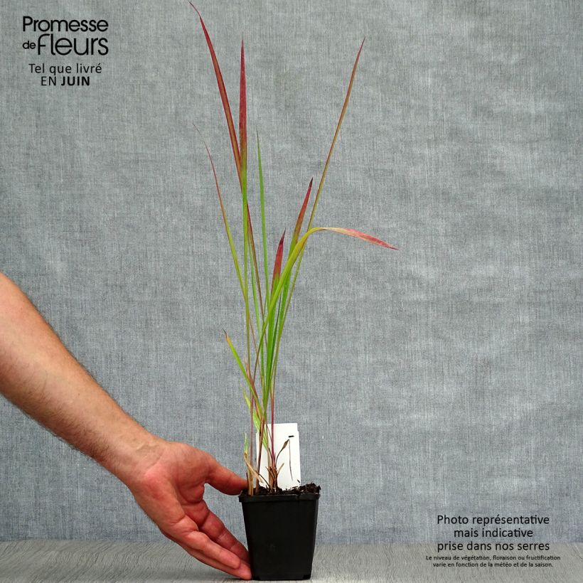 Imperata cylindrica Red Baron 8/9 cm pot sample as delivered in summer