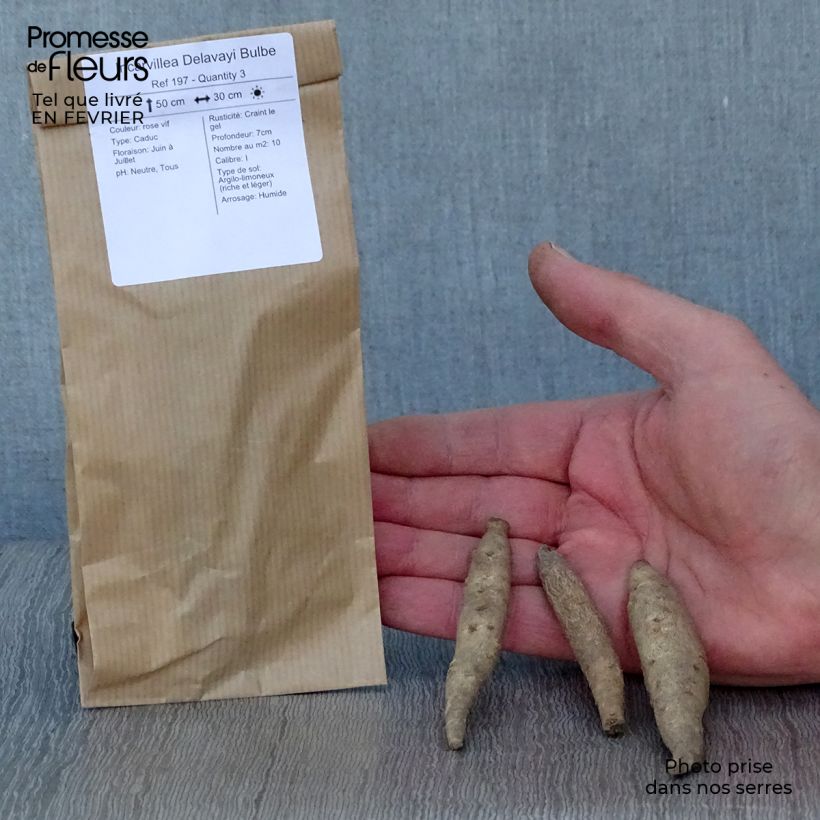 Incarvillea delavayi - Hardy Gloxinia Bulb size I sample as delivered in winter