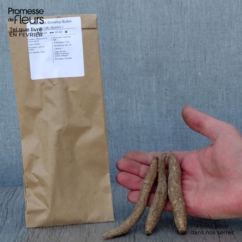 Incarvillea delavayi Snowtop - Hardy Gloxinia Bulb size I sample as delivered in winter