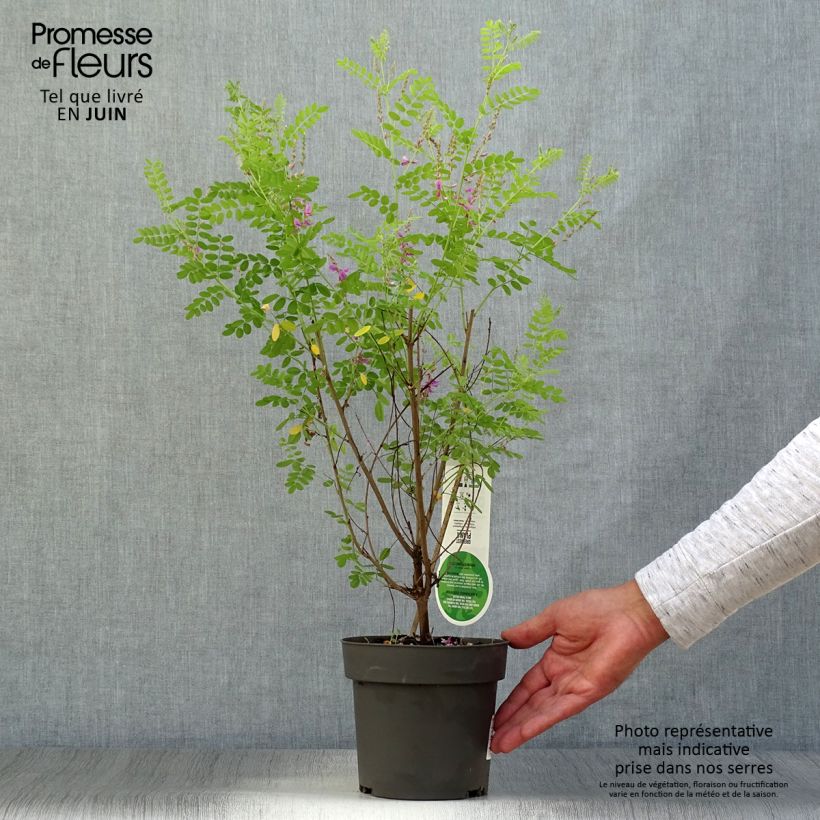 Indigofera heterantha 2L/3L pot sample as delivered in summer