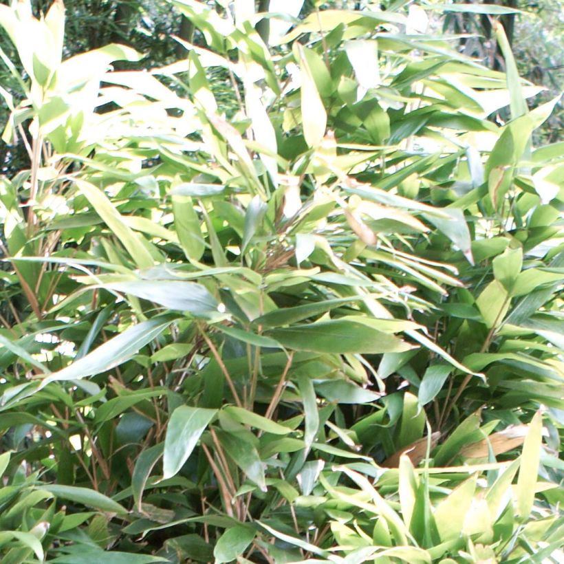 Indocalamus latifolius (Foliage)