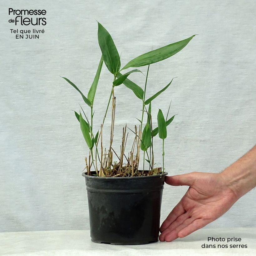 Indocalamus latifolius - Bambou nain Pot de 2L/3L sample as delivered in summer