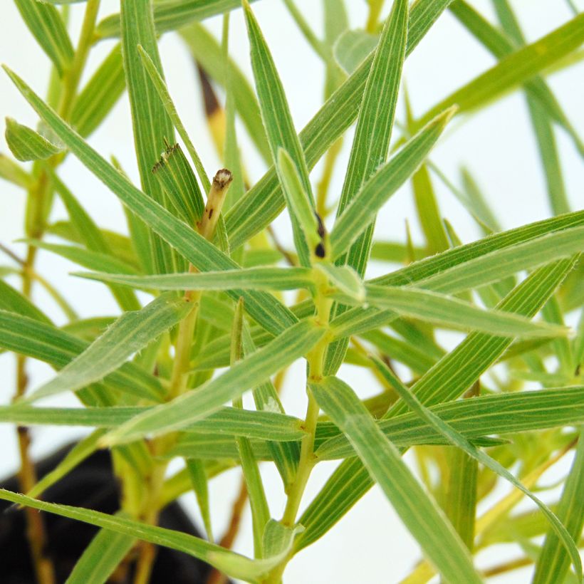 Inula ensifolia  (Foliage)