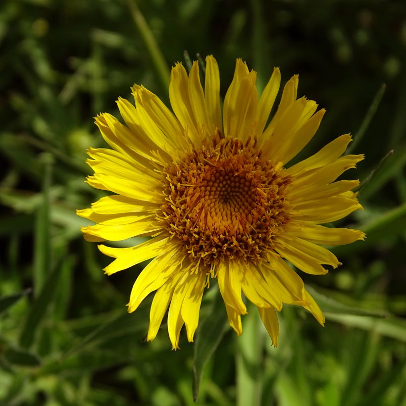 Inula ensifolia  (Flowering)