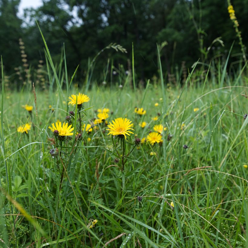 Inula ensifolia  (Plant habit)