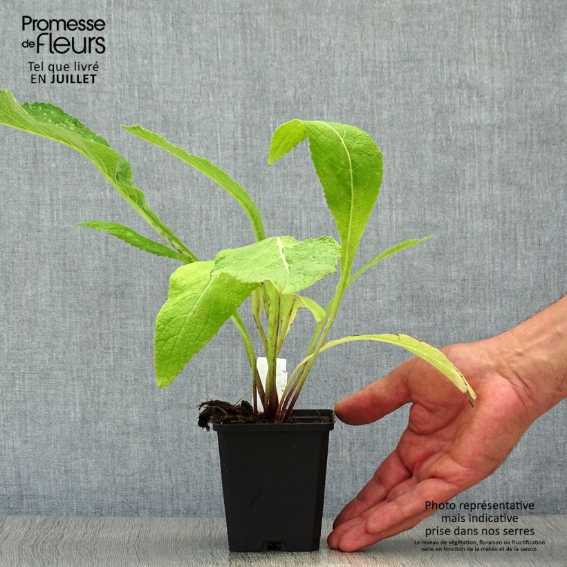 Inula helenium 8/9 cm pot sample as delivered in summer