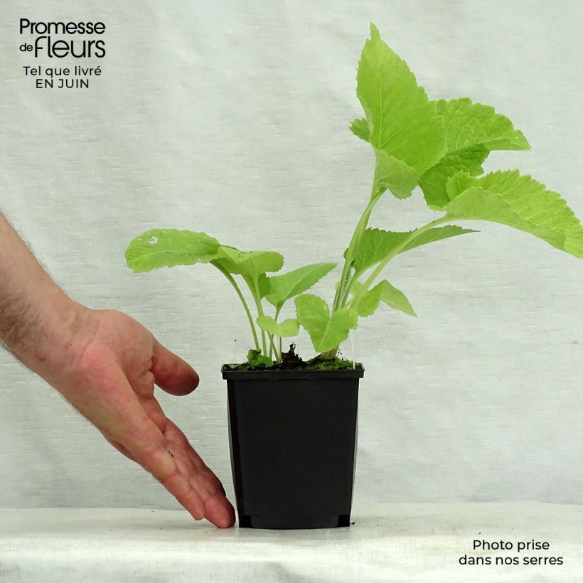 Inula magnifica  8/9 cm pot sample as delivered in summer
