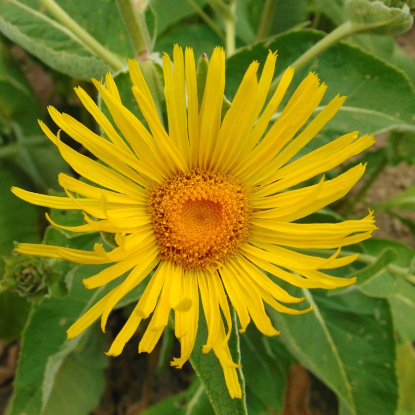 Inula orientalis  (Flowering)