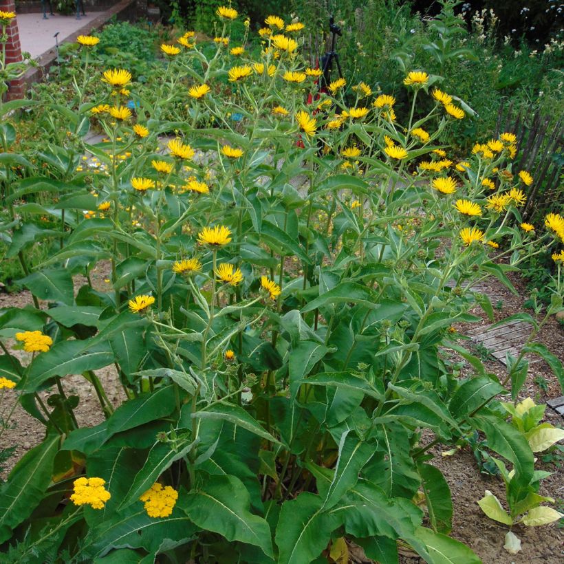 Inula orientalis  (Plant habit)