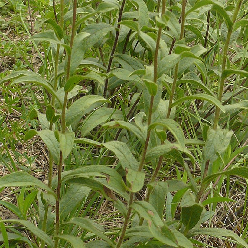 Inula racemosa Sonnenspeer - Indian elecampane (Foliage)