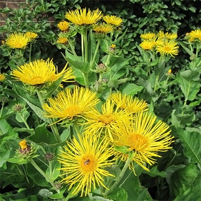 Inula racemosa Sonnenspeer - Indian elecampane (Flowering)