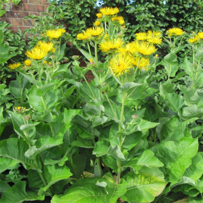 Inula racemosa Sonnenspeer - Indian elecampane (Plant habit)