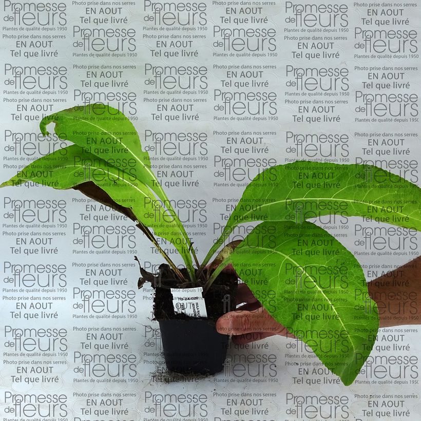Example of Inula racemosa Sonnenspeer - Indian elecampane 8/9 cm pot specimen as delivered