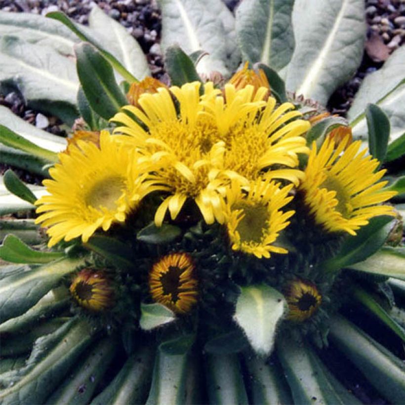 Inula rhizocephala  (Flowering)