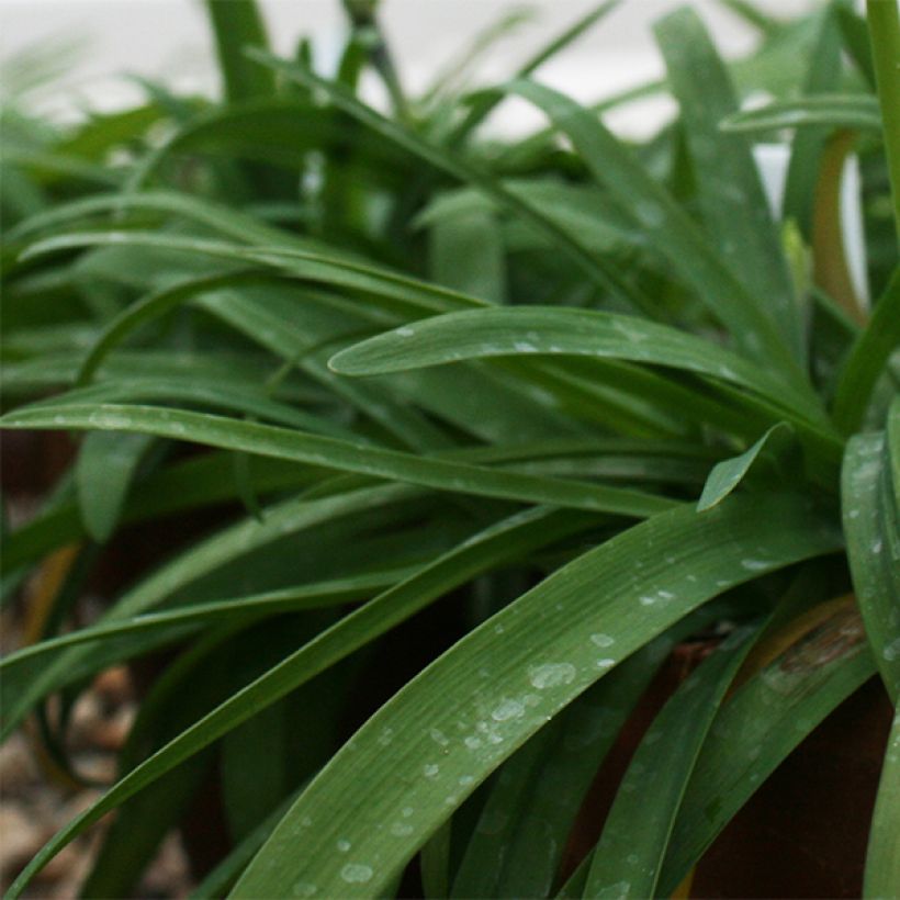 Ipheion uniflorum Rolf Fiedler (Foliage)