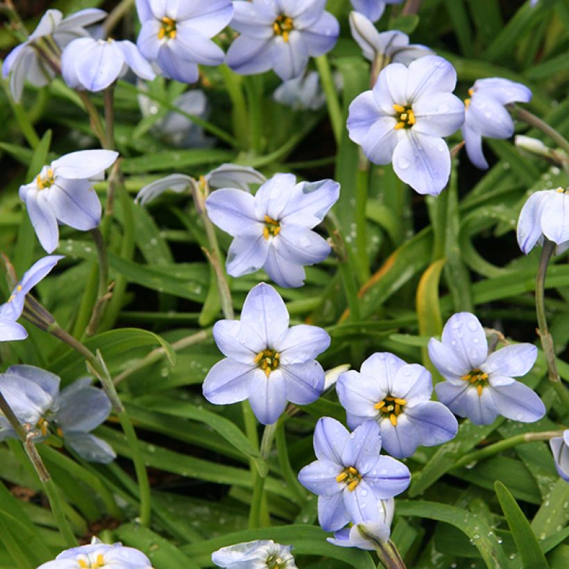 Ipheion uniflorum Rolf Fiedler (Flowering)