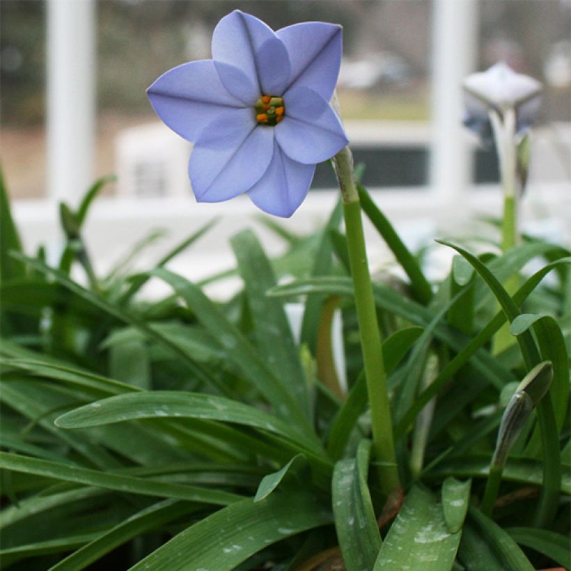 Ipheion uniflorum Rolf Fiedler (Plant habit)