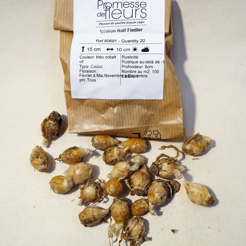 Example of Ipheion uniflorum Rolf Fiedler Bulb size I specimen as delivered