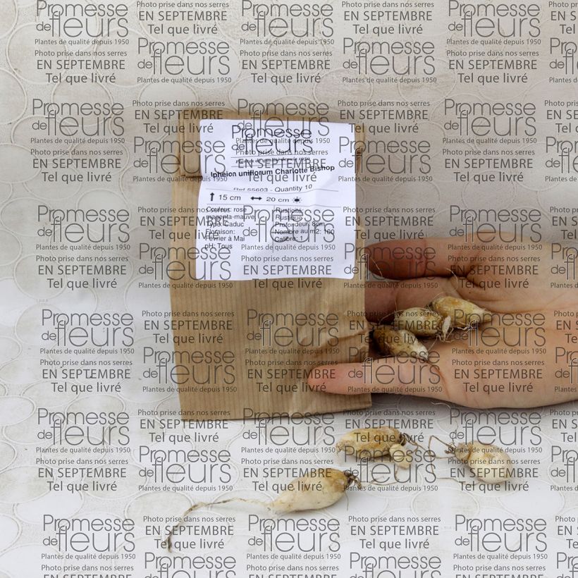 Example of Ipheion uniflorum Charlotte Bishop Bulb size I specimen as delivered