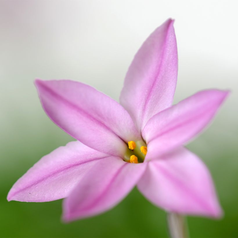 Ipheion uniflorum Charlotte Bishop (Flowering)