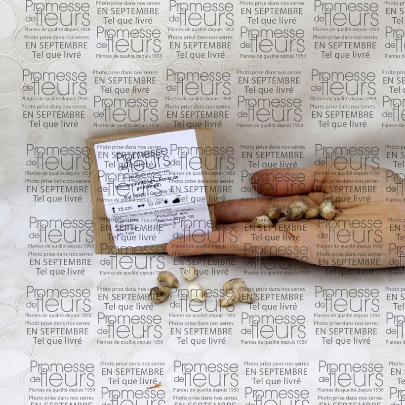 Example of Ipheion uniflorum  Bulb size 4+ specimen as delivered